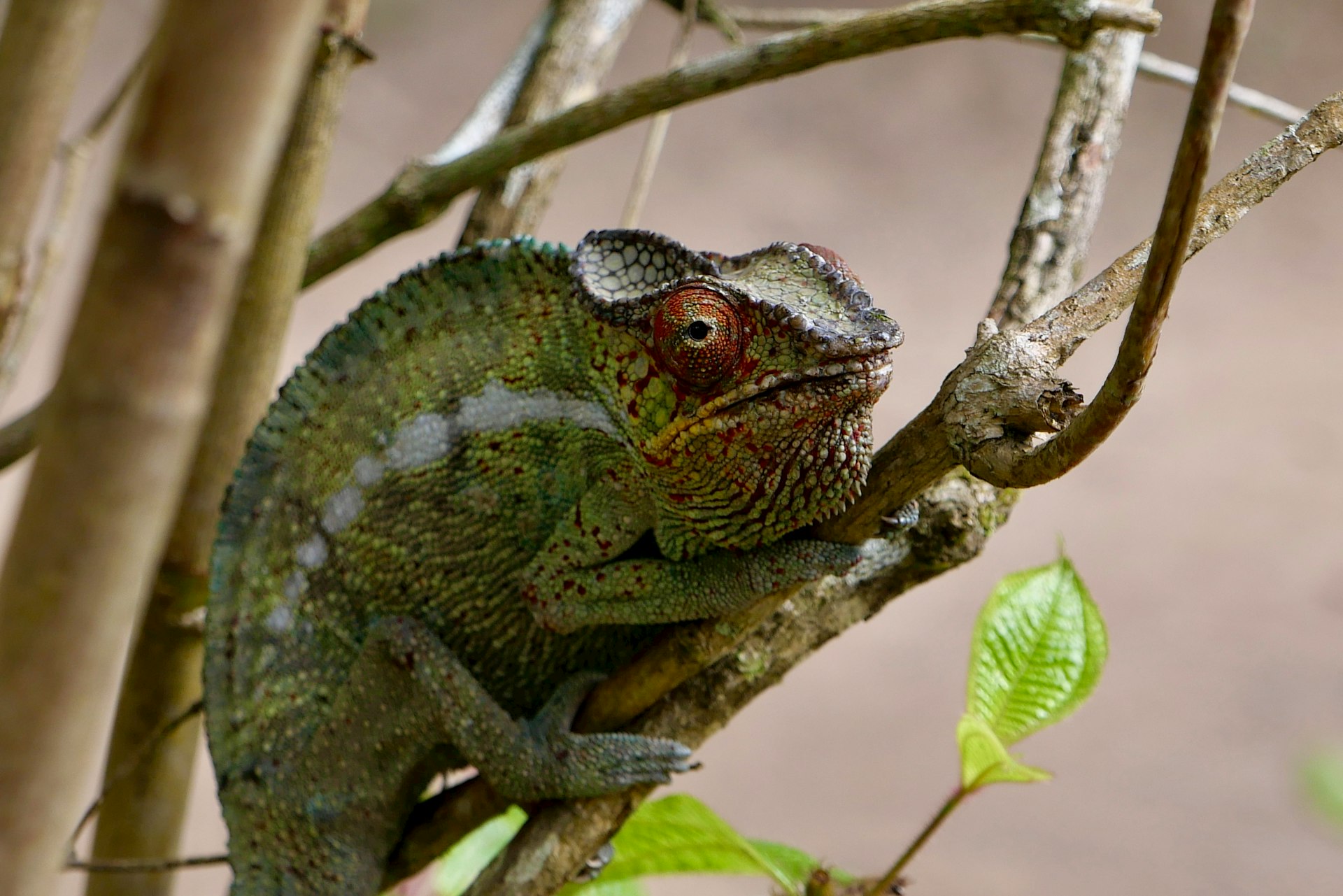 a green chamelon sitting on a tree branch